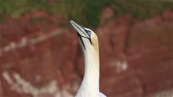 Northern, Gannet, Morus, bassanus, Helgoland, group, groups, breeding, colony, nest, courtship, display, cliff, shore, fjord, films, film, clip, clips, video, stock, istock, collection, buy, shop, deposit, bank, bird, birds, animal, animals