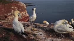 Northern, Gannet, Morus, bassanus, Helgoland, group, groups, breeding, colony, nest, courtship, display, cliff, shore, fjord, films, film, clip, clips, video, stock, istock, collection, buy, shop, deposit, bank, bird, birds, animal, animals