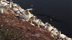 Northern, Gannet, Morus, bassanus, Helgoland, group, groups, breeding, colony, nest, courtship, display, cliff, shore, fjord, films, film, clip, clips, video, stock, istock, collection, buy, shop, deposit, bank, bird, birds, animal, animals