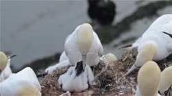 Northern, Gannet, Morus, bassanus, Helgoland, group, groups, breeding, colony, cliff, shore, fjord, fly, young, chick, fledge, fledging, nest, feeding, food, films, film, clip, clips, video, stock, istock, collection, buy, shop, deposit, bank, bird, birds, animal, animals