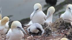 Northern, Gannet, Morus, bassanus, Helgoland, group, groups, breeding, colony, cliff, shore, fjord, fly, young, chick, fledge, fledging, nest, films, film, clip, clips, video, stock, istock, collection, buy, shop, deposit, bank, bird, birds, animal, animals