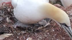 Northern, Gannet, Morus, bassanus, Helgoland, group, groups, breeding, colony, cliff, shore, fjord, fly, young, chick, fledge, fledging, nest, egg, films, film, clip, clips, video, stock, istock, collection, buy, shop, deposit, bank, bird, birds, animal, animals