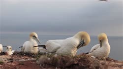 Northern, Gannet, Morus, bassanus, films, film, clip, clips, video, stock, istock, collection, buy, shop, deposit, bank, bird, birds, animal, animals