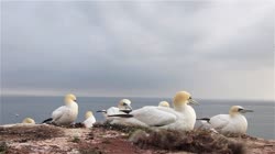 Northern, Gannet, Morus, bassanus, films, film, clip, clips, video, stock, istock, collection, buy, shop, deposit, bank, bird, birds, animal, animals