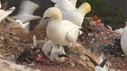 Northern, Gannet, Morus, bassanus, films, film, clip, clips, video, stock, istock, collection, buy, shop, deposit, bank, bird, birds, animal, animals