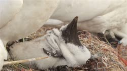 Northern, Gannet, Morus, bassanus, films, film, clip, clips, video, stock, istock, collection, buy, shop, deposit, bank, bird, birds, animal, animals
