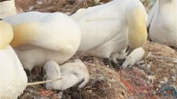Northern, Gannet, Morus, bassanus, films, film, clip, clips, video, stock, istock, collection, buy, shop, deposit, bank, bird, birds, animal, animals