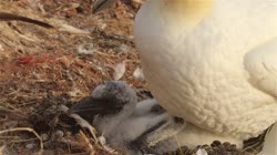 Northern, Gannet, Morus, bassanus, films, film, clip, clips, video, stock, istock, collection, buy, shop, deposit, bank, bird, birds, animal, animals