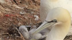 Northern, Gannet, Morus, bassanus, films, film, clip, clips, video, stock, istock, collection, buy, shop, deposit, bank, bird, birds, animal, animals