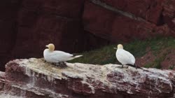 Northern, Gannet, Morus, bassanus, films, film, clip, clips, video, stock, istock, collection, buy, shop, deposit, bank, bird, birds, animal, animals