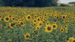 Common, sunflower, Helianthus, annuus, L, films, film, clip, clips, video, stock, istock, collection, buy, shop, deposit, bank, bird, birds, animal, animals