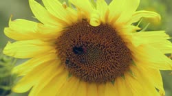 Common, sunflower, Helianthus, annuus, L, films, film, clip, clips, video, stock, istock, collection, buy, shop, deposit, bank, bird, birds, animal, animals