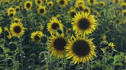 Common, sunflower, Helianthus, annuus, L, films, film, clip, clips, video, stock, istock, collection, buy, shop, deposit, bank, bird, birds, animal, animals