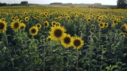 Common, sunflower, Helianthus, annuus, L, films, film, clip, clips, video, stock, istock, collection, buy, shop, deposit, bank, bird, birds, animal, animals