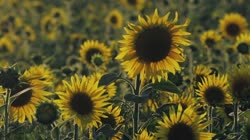 Common, sunflower, Helianthus, annuus, L, films, film, clip, clips, video, stock, istock, collection, buy, shop, deposit, bank, bird, birds, animal, animals