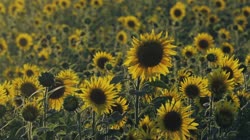 Common, sunflower, Helianthus, annuus, L, films, film, clip, clips, video, stock, istock, collection, buy, shop, deposit, bank, bird, birds, animal, animals