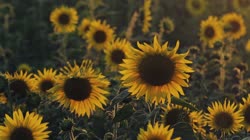 Common, sunflower, Helianthus, annuus, L, films, film, clip, clips, video, stock, istock, collection, buy, shop, deposit, bank, bird, birds, animal, animals