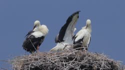 White, Stork, Ciconia, ciconia, films, film, clip, clips, video, stock, istock, collection, buy, shop, deposit, bank, bird, birds, animal, animals