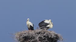 White, Stork, Ciconia, ciconia, films, film, clip, clips, video, stock, istock, collection, buy, shop, deposit, bank, bird, birds, animal, animals