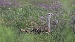 Great, Bustard, Otis, tarda, films, film, clip, clips, video, stock, istock, collection, buy, shop, deposit, bank, bird, birds, animal, animals
