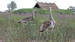 Great, Bustard, Otis, tarda, films, film, clip, clips, video, stock, istock, collection, buy, shop, deposit, bank, bird, birds, animal, animals