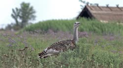 Great, Bustard, Otis, tarda, films, film, clip, clips, video, stock, istock, collection, buy, shop, deposit, bank, bird, birds, animal, animals
