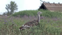 Great, Bustard, Otis, tarda, films, film, clip, clips, video, stock, istock, collection, buy, shop, deposit, bank, bird, birds, animal, animals