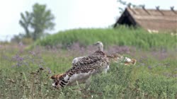 Great, Bustard, Otis, tarda, films, film, clip, clips, video, stock, istock, collection, buy, shop, deposit, bank, bird, birds, animal, animals