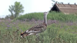 Great, Bustard, Otis, tarda, films, film, clip, clips, video, stock, istock, collection, buy, shop, deposit, bank, bird, birds, animal, animals