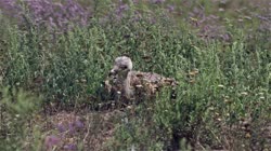 Great, Bustard, Otis, tarda, films, film, clip, clips, video, stock, istock, collection, buy, shop, deposit, bank, bird, birds, animal, animals