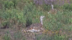 Great, Bustard, Otis, tarda, films, film, clip, clips, video, stock, istock, collection, buy, shop, deposit, bank, bird, birds, animal, animals