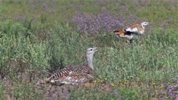Great, Bustard, Otis, tarda, films, film, clip, clips, video, stock, istock, collection, buy, shop, deposit, bank, bird, birds, animal, animals