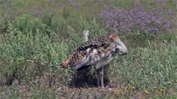 Great, Bustard, Otis, tarda, films, film, clip, clips, video, stock, istock, collection, buy, shop, deposit, bank, bird, birds, animal, animals