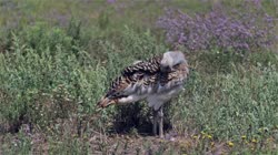 Great, Bustard, Otis, tarda, films, film, clip, clips, video, stock, istock, collection, buy, shop, deposit, bank, bird, birds, animal, animals
