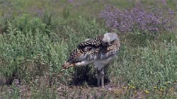 Great, Bustard, Otis, tarda, films, film, clip, clips, video, stock, istock, collection, buy, shop, deposit, bank, bird, birds, animal, animals