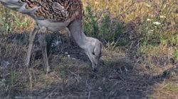 Great, Bustard, Otis, tarda, films, film, clip, clips, video, stock, istock, collection, buy, shop, deposit, bank, bird, birds, animal, animals