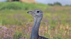 Great, Bustard, Otis, tarda, films, film, clip, clips, video, stock, istock, collection, buy, shop, deposit, bank, bird, birds, animal, animals