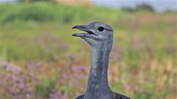 Great, Bustard, Otis, tarda, films, film, clip, clips, video, stock, istock, collection, buy, shop, deposit, bank, bird, birds, animal, animals