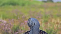Great, Bustard, Otis, tarda, films, film, clip, clips, video, stock, istock, collection, buy, shop, deposit, bank, bird, birds, animal, animals