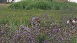 Great, Bustard, Otis, tarda, films, film, clip, clips, video, stock, istock, collection, buy, shop, deposit, bank, bird, birds, animal, animals