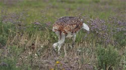 Great, Bustard, Otis, tarda, films, film, clip, clips, video, stock, istock, collection, buy, shop, deposit, bank, bird, birds, animal, animals