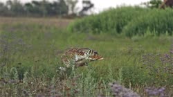 Great, Bustard, Otis, tarda, films, film, clip, clips, video, stock, istock, collection, buy, shop, deposit, bank, bird, birds, animal, animals