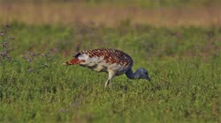 Great, Bustard, Otis, tarda, films, film, clip, clips, video, stock, istock, collection, buy, shop, deposit, bank, bird, birds, animal, animals