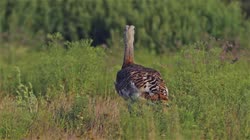 Great, Bustard, Otis, tarda, films, film, clip, clips, video, stock, istock, collection, buy, shop, deposit, bank, bird, birds, animal, animals