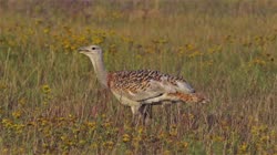 Great, Bustard, Otis, tarda, films, film, clip, clips, video, stock, istock, collection, buy, shop, deposit, bank, bird, birds, animal, animals