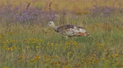 Great, Bustard, Otis, tarda, films, film, clip, clips, video, stock, istock, collection, buy, shop, deposit, bank, bird, birds, animal, animals