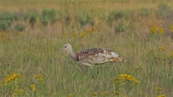 Great, Bustard, Otis, tarda, films, film, clip, clips, video, stock, istock, collection, buy, shop, deposit, bank, bird, birds, animal, animals