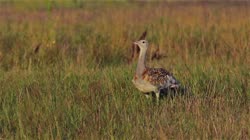 Great, Bustard, Otis, tarda, films, film, clip, clips, video, stock, istock, collection, buy, shop, deposit, bank, bird, birds, animal, animals