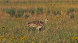 Great, Bustard, Otis, tarda, films, film, clip, clips, video, stock, istock, collection, buy, shop, deposit, bank, bird, birds, animal, animals