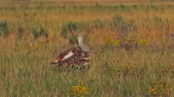 Great, Bustard, Otis, tarda, films, film, clip, clips, video, stock, istock, collection, buy, shop, deposit, bank, bird, birds, animal, animals